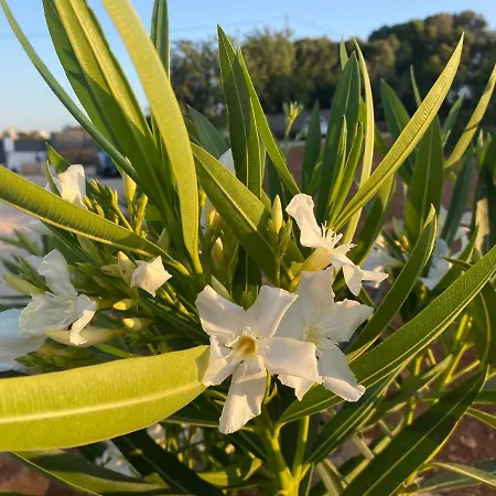 公寓 Quinta Do Sr. Cabrita *