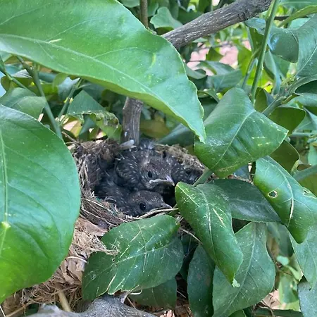 Quinta Do Sr. Cabrita 公寓 *