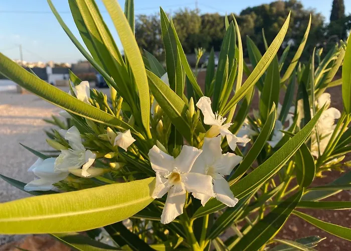 公寓 Quinta Do Sr. Cabrita *