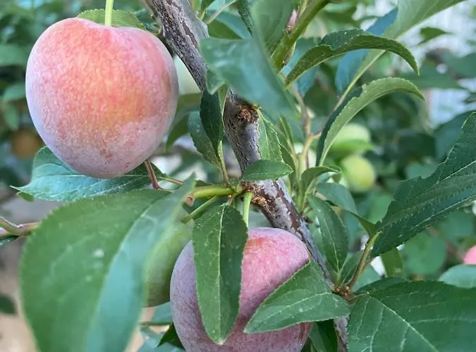 Quinta Do Sr. Cabrita 阿尔布费拉