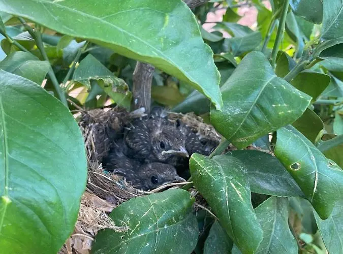 Quinta Do Sr. Cabrita Apartment *