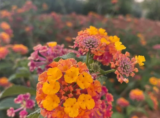 Quinta Do Sr. Cabrita