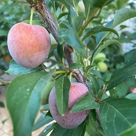Quinta Do Sr. Cabrita Αλμπουφέιρα