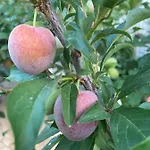 Quinta Do Sr. Cabrita 阿尔布费拉